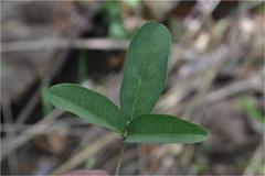 Galactia tenuiflora var. tenuiflora